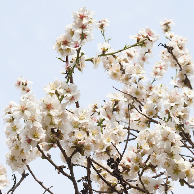 El almendro flores rosadas con ramas.