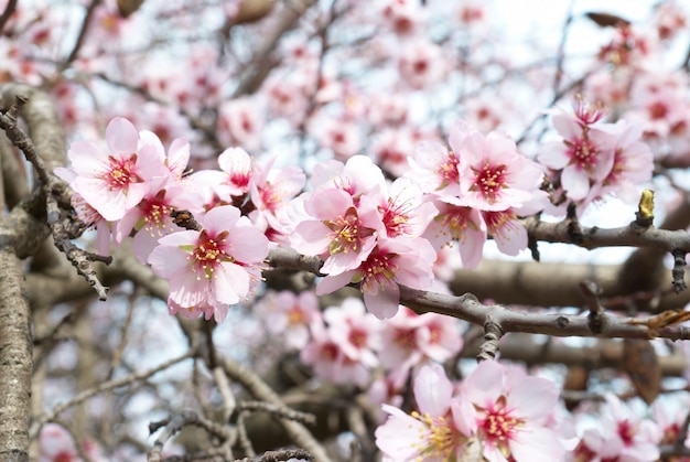 El almendro flores rosadas con ramas.