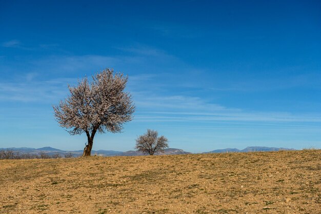 Un almendro solitario en plena floración contra el cielo azul