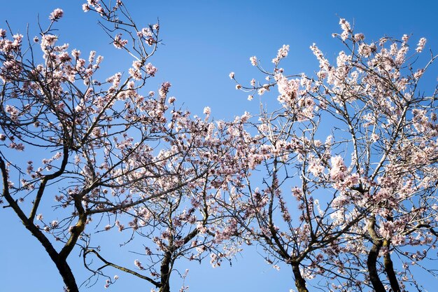 Almendros en flor árboles y ramas llenas de flores almendros en primavera |  Foto Premium