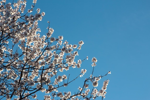 Almendros en flor contra el cielo azul Flores blancas en primavera Enfoque selectivo Copiar espacio