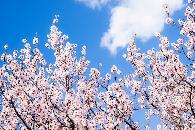 Almendros en flor contra un cielo azul