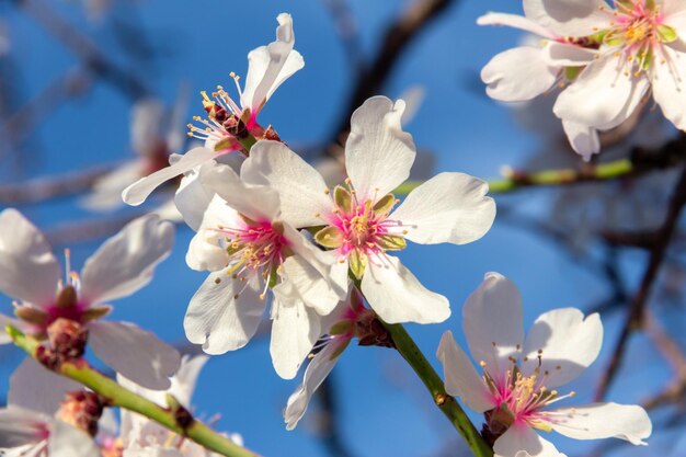 Almendros en flor Flores blancas en primavera Enfoque selectivo Copiar espacio