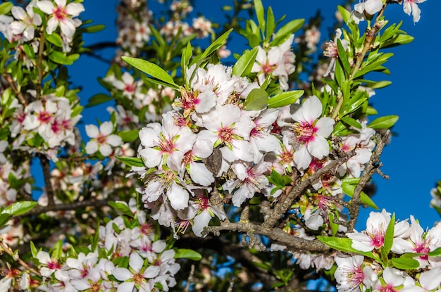 Almendros en flor en primavera en el Parque Quinta de los Molinos en Madrid España