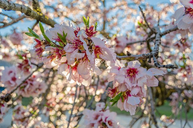 Los almendros en flor en primavera