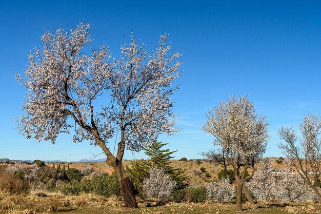 Los almendros en plena flor contra el cielo azul claro