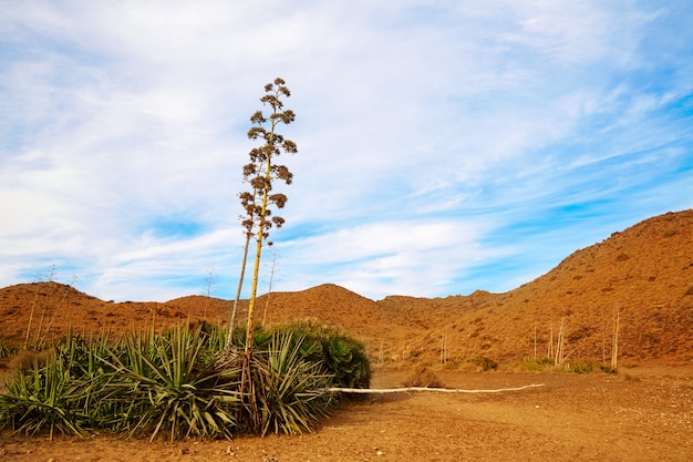 Almeria Cabo de Gata flores de agave en España