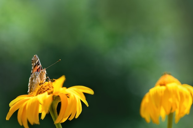 Almirante borboleta e flor. Linda borboleta em uma flor amarela em um dia ensolarado em um fundo verde e desfocado. Cenário de primavera e verão. Macro