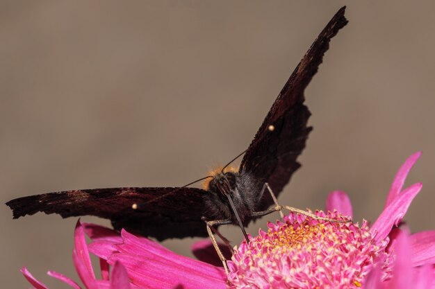 Almirante de mariposa de día de la familia nymphalid en una fotografía macro de primer plano de flor de crisantemo en el jardín en un día soleado de otoño