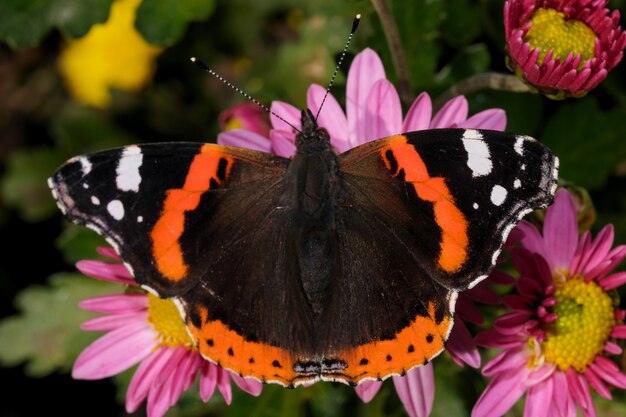 Almirante de mariposa de día de la familia nymphalid en una fotografía macro de primer plano de flor de crisantemo en el jardín en un día soleado de otoño