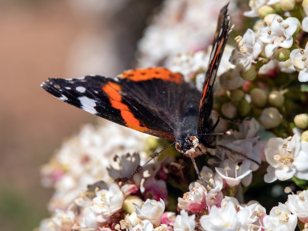 Almirante de la mariposa que se sienta en pequeñas flores blancas y rosadas