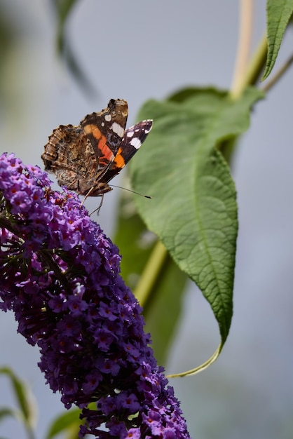 La almirante roja Vanessa Atalanta se alimenta de una Buddleia