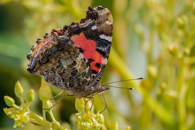 Almirante rojo mariposa