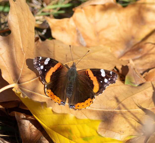 Almirante Rojo Vanessa Atalanta Una mañana de otoño una mariposa se sienta en una hoja amarilla