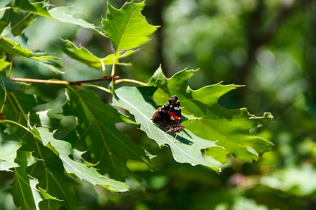 Almirante rojo Vanessa atalanta mariposa en el árbol verde