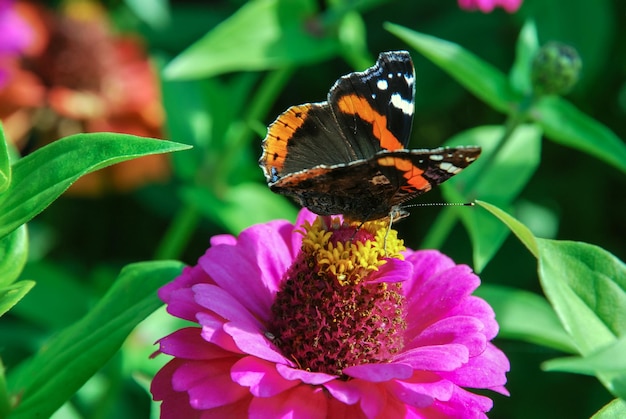 Foto almirante rojo vanessa atalanta mariposa en la flor de zinnia