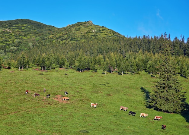 Almkuh Kühe werden oft auf Bauernhöfen und in Dörfern gehalten. Dies sind Nutztiere