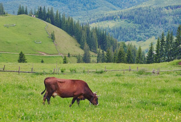 Almkuh Kühe werden oft auf Bauernhöfen und in Dörfern gehalten. Dies sind Nutztiere