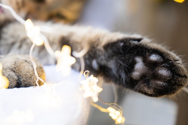 Almofadas pretas de pata de gato macia fechadas em guirlanda de luzes de fada clima festivo de ano novo de natal e atmosfera acolhedora e aconchegante ano de gato e coelho de acordo com o calendário oriental