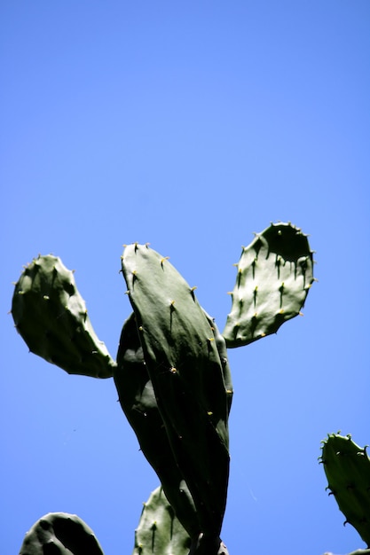 Las almohadillas de nopal