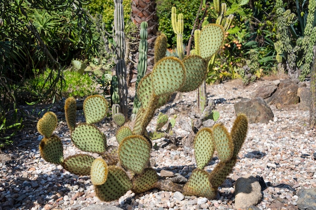 Almohadillas verdes en un nopal.