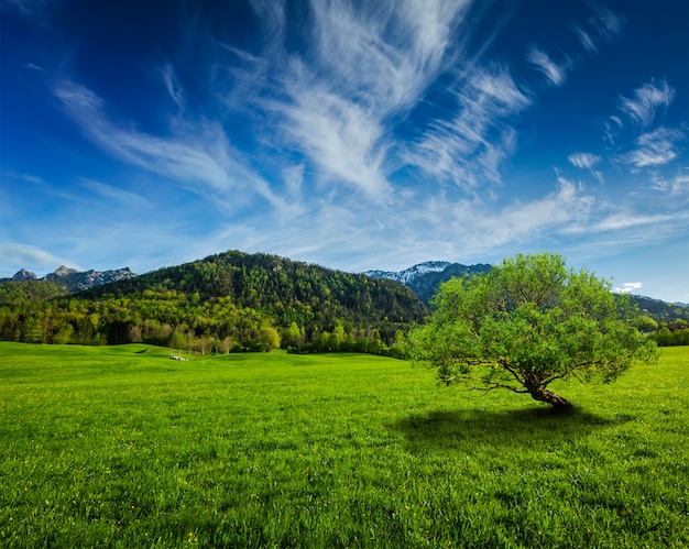 Almwiese in Bayern, Deutschland