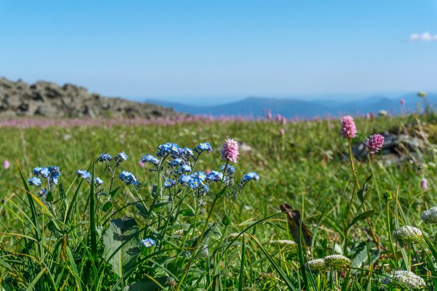 Almwiese mit rosa und blauen Blumen im Vordergrund an einem sonnigen Tag