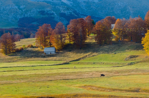 Almwiesen vergilbten Herbstbäume mit Bergen im Hintergrund