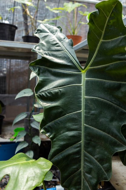 Alocasia Amazonica Sanderiana cerca del follaje de la hoja en fondo negro aislado