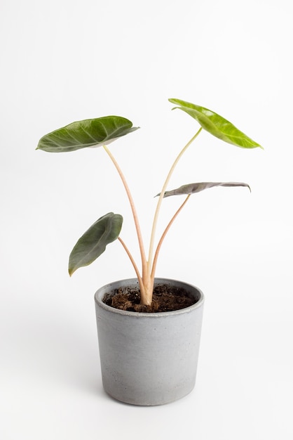 Alocasia baginda dragão rosa pfeilblatt em fundo branco isolado em vaso de planta