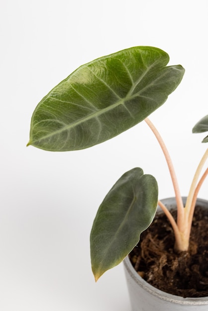 Foto alocasia baginda pink dragon pfeilblatt sobre fondo blanco planta en maceta aislada