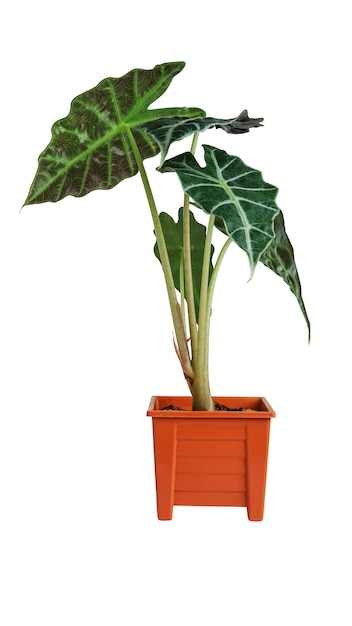 Alocasia em pote laranja isolado no fundo branco