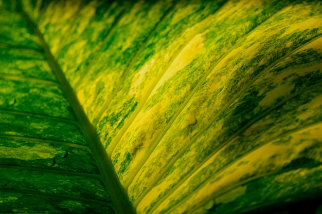 Alocasia gageana aurea bunte Indoor-Aroid-Zimmerpflanze aus nächster Nähe