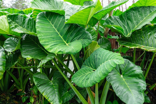 Alocasia macrorrhizos é uma espécie de planta com flor pertencente à família Araceae