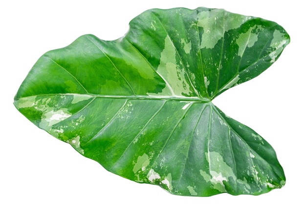 Alocasia macrorrhizos hojas variegadas aisladas sobre fondo blanco con trazado de recorte