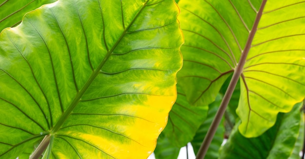 Alocasia macrorrhizos oder giant taro oder riesenalocasia verlassen