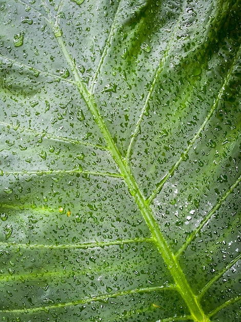 Alocasia odora como textura de fondo