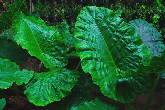 Alocasia odora folhagem ou orelha de elefante gigante ereto folha tropical exótica