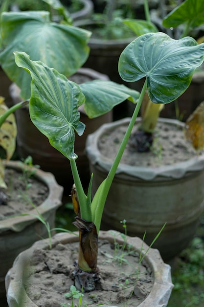 Alocasia portora Elefantenohr-Pflanze