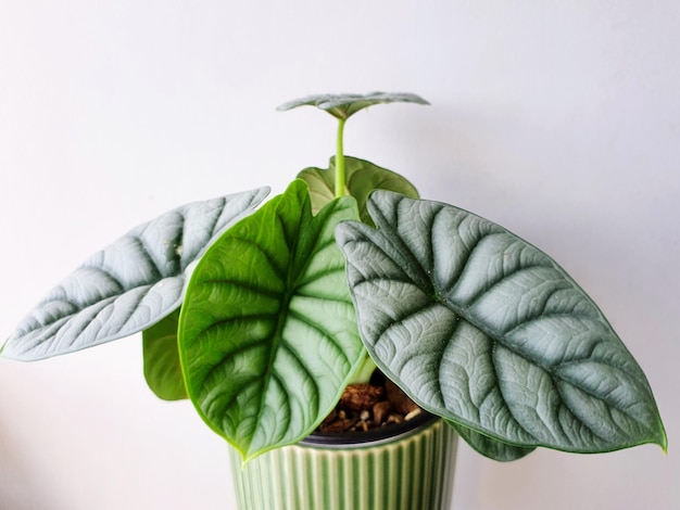 Alocasia silver dragon - eine atemberaubende Hauspflanze