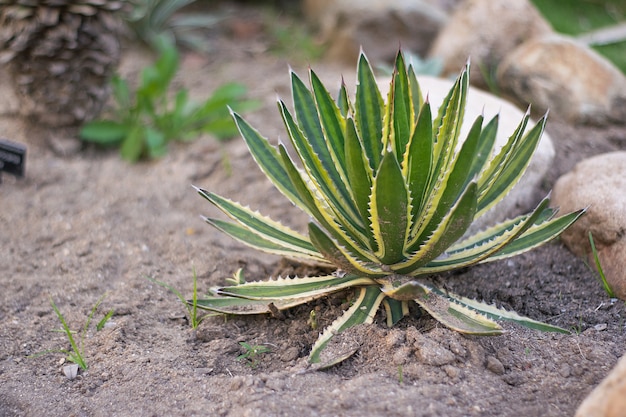 Aloe Americana, Century Plant.