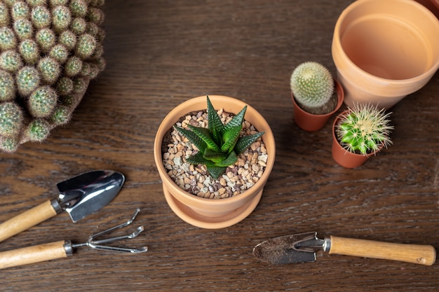 Aloe aristata en una olla de cerámica, algunos pequeños cactus y herramientas de jardín en una mesa de madera.