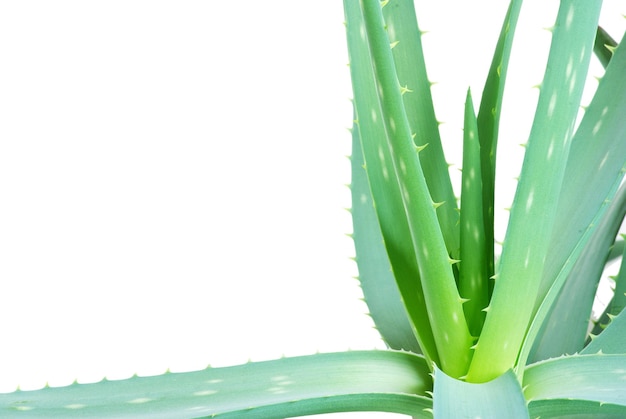 Aloe-Blätter isoliert auf weißem Hintergrund