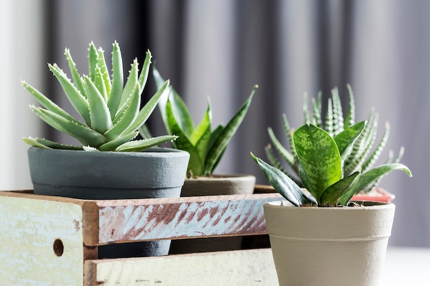 Aloe brevifolia suculenta y planta de serpiente en la sala de estar