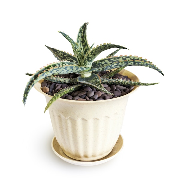 Aloe Bright Ember em pote isolado