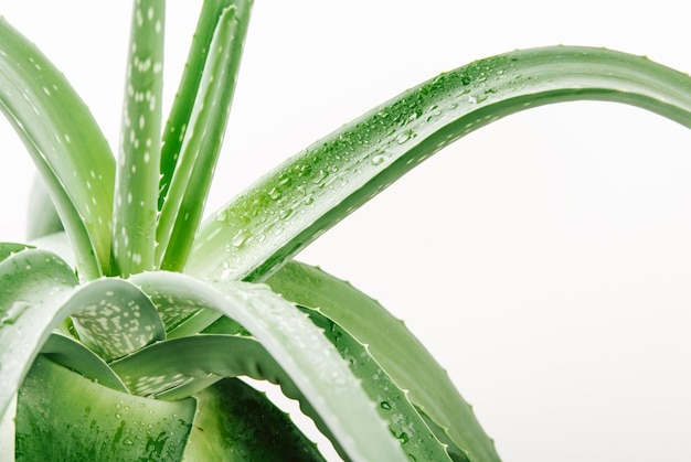 Aloe-Pflanze mit nassen Tropfen Nahaufnahme