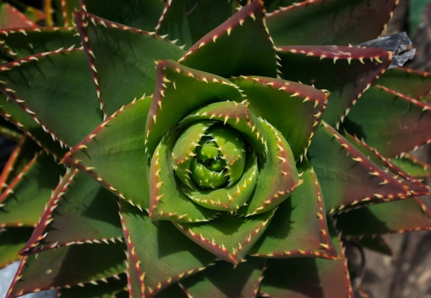 Aloe planta medicinal