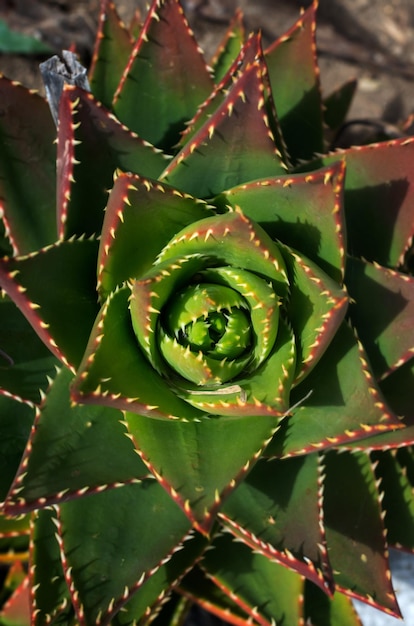 Aloe planta medicinal