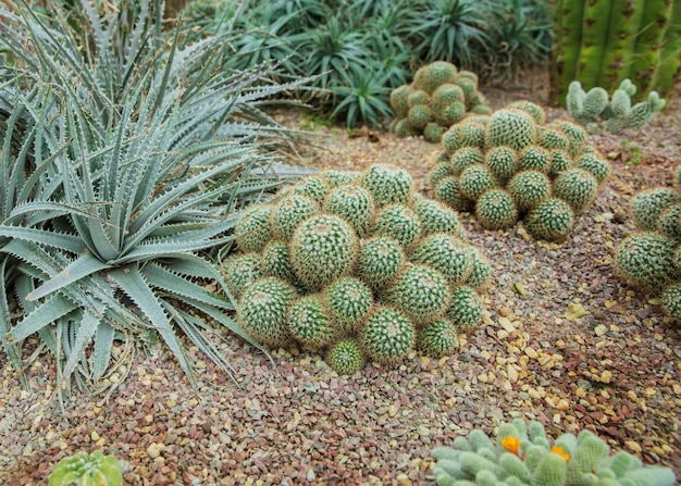 Aloe plicatilis (Fan Aloe) Cactus plantado en un jardín botánico.