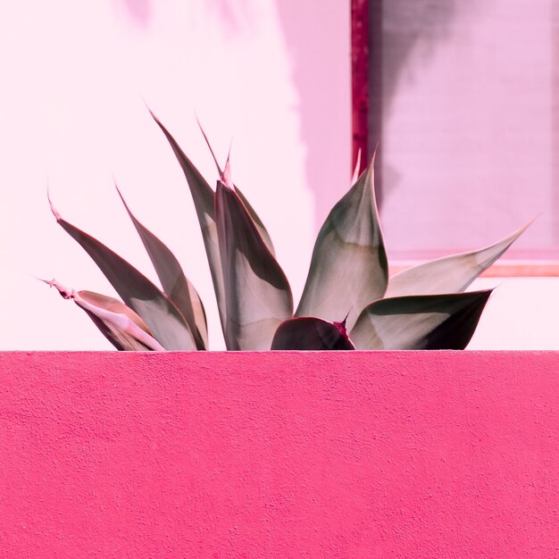 Foto aloe en rosa. amantes de las plantas. diseño de moda minimalista